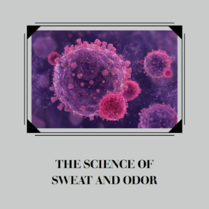 A simple diagram illustrating the process of sweat and bacteria production leading to groin odor