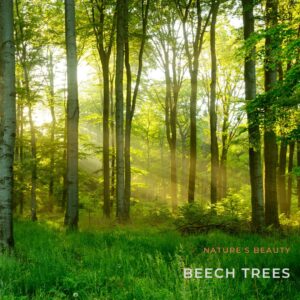 Beech Trees